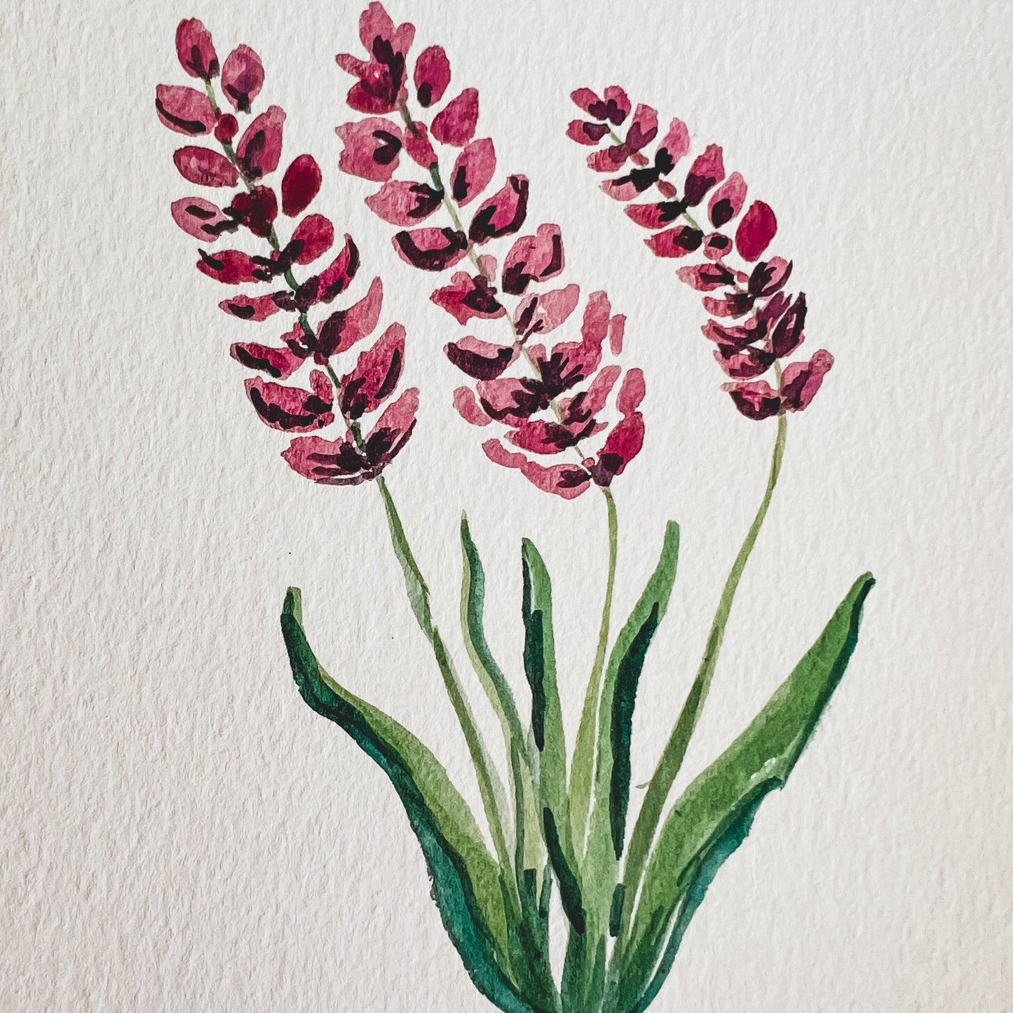 Lupines